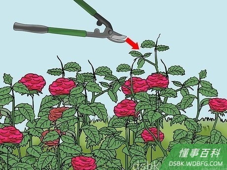 Step 4 剪去枯花。