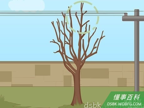 Step 6 修剪碍事的枝条。