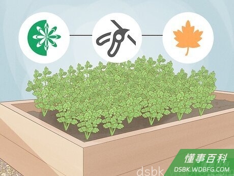 Step 1 整个春季和秋季都能经常收获香菜。