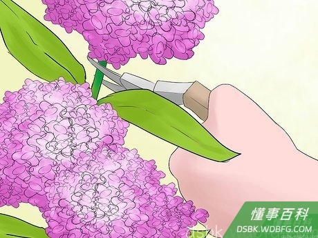 Step 5 把绣球树修剪得小一点。