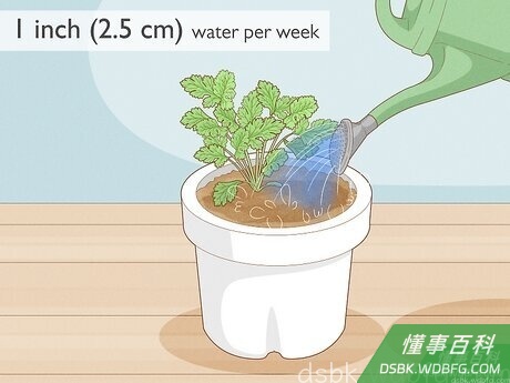 Step 5 保持土壤湿润。
