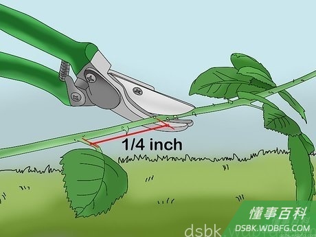 Step 1 等到玫瑰花种下去的第二或第三年生长季再修剪。