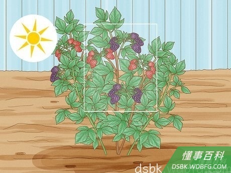 Step 3 决定是否要种植夏季结实的覆盆子。