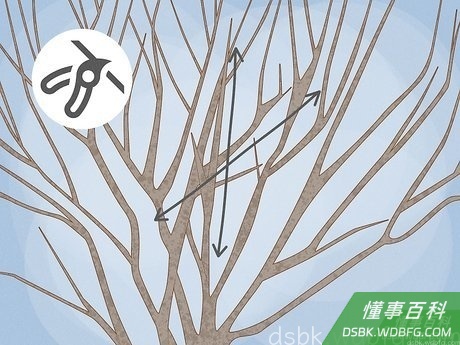 Step 4 把伸到其它枝条上的枝条剪掉。