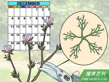 Step 5 下一个冬天做一个二级螺旋架。
