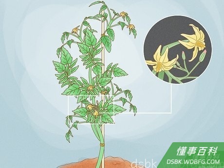 Step 4 寻找花朵。