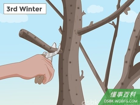 Step 1 将大部分的修剪工作搁在冬天来做。