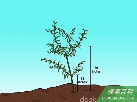 Step 2 保证最低的树枝低至离地22厘米。