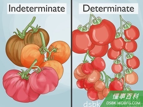 Step 1 确定种植的品种。