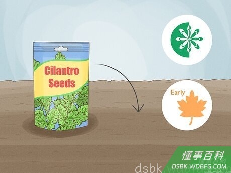 Step 1 在春天或初秋种植香菜。