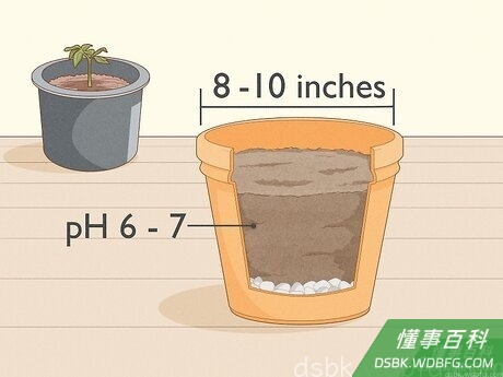 Step 1 当叶子开始长出时，准备一个更大的花盆。