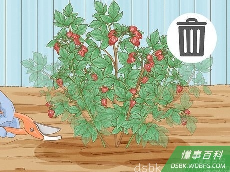 Step 2 修剪掉无花茎，收获两季果实。