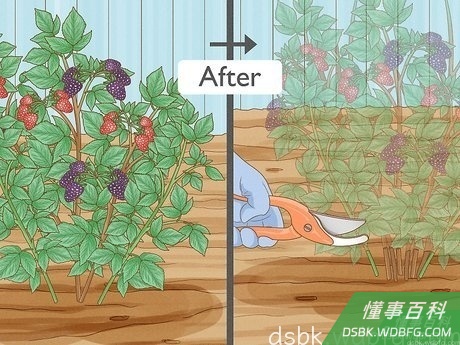 Step 2 剪掉所有的有花茎。