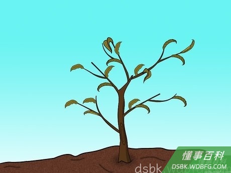 Step 4 俯视的话，树枝环绕在桃树周围，使树干成为一个开放的中心，看起来像一个甜甜圈或戒指。