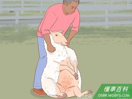 Step 1 让绵羊就位。