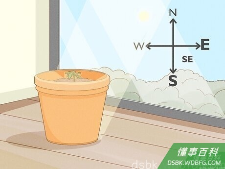 Step 3 把花盆放在有光照的地方。