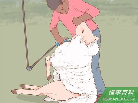 Step 5 修剪胸部、脖子和下巴。