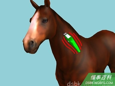 Step 4 要让你的马习惯轻微震动的感觉。