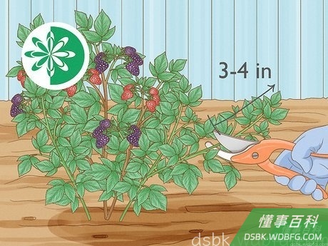 Step 4 如果有必要的话，春季时给藤蔓打尖。