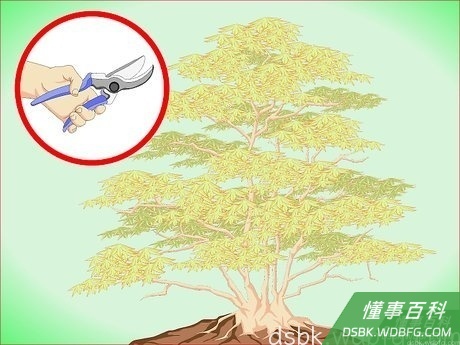 Step 1 修剪成熟的枫树。