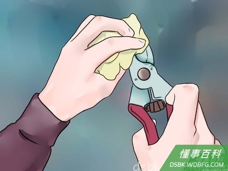 Step 1 将你的修枝剪消毒并磨锋利。
