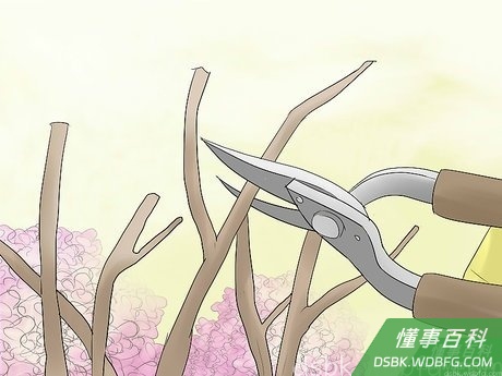 Step 3 把死掉和交叉的枝条剪掉。