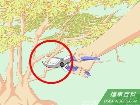 Step 5 剪掉重叠在一起的枝条。