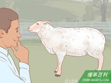Step 4 了解你的绵羊。