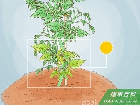 Step 2 检查番茄是否有变黄的迹象。