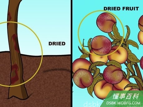 Step 1 清除所有死去和不健康的枝条。