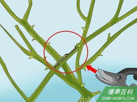 Step 2 把植株修剪得美观一点。