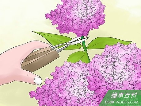 Step 2 在冬末花蕾萌芽前开始修剪。