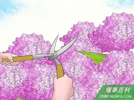 Step 4 留下一点老枝，这样植株会长得更好。