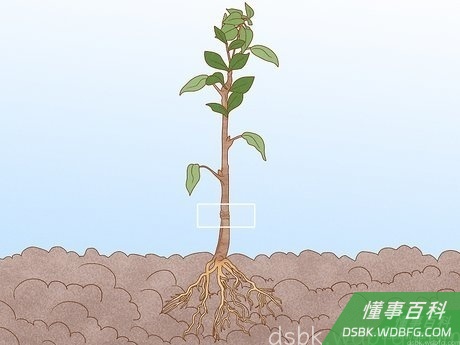 Step 2 确定丁香是否有过嫁接。