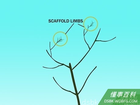 Step 3 夏季选择主要枝干。