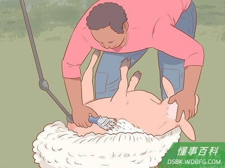 Step 7 换个姿势,开始修剪绵羊的脊背。