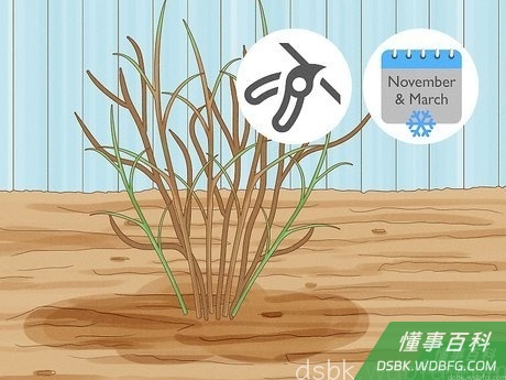 Step 4 知道何时修剪。