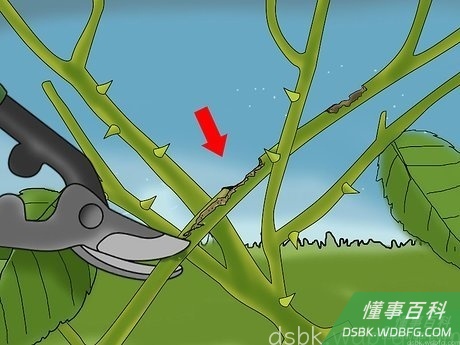 Step 2 把死掉、病了和受损的枝条全部剪掉。