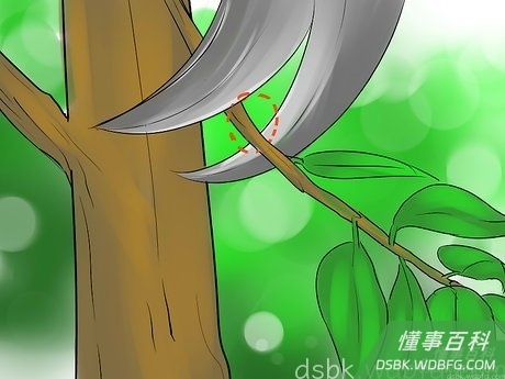 Step 6 去除拥挤的和向下生长的枝干。