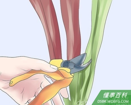 Step 3 春季修剪残枝枯枝。