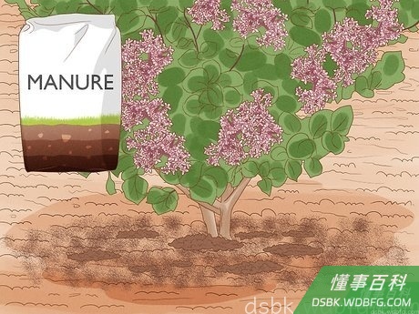 Step 5 修剪完要给植物施肥。