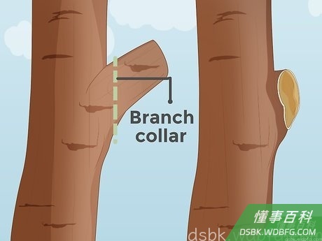 Step 4 精确剪切，去掉根部。