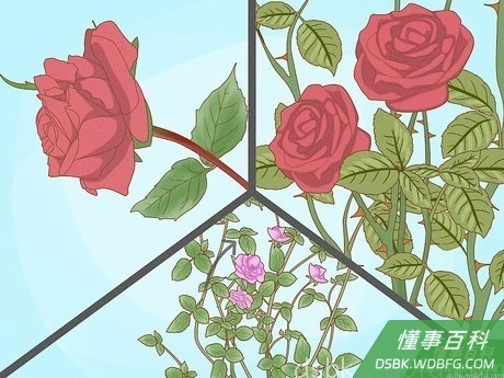 Step 2 找到要修剪的花朵或枝条。
