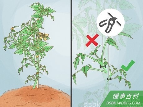 Step 2 不要修剪粗壮的枝干。