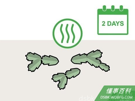 Step 1 用2天的时间将茎节晾干。