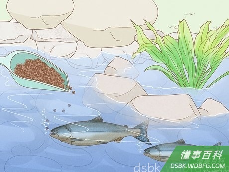 Step 3 适当喂鱼。