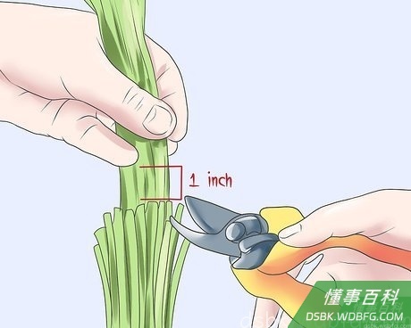 Step 1 修剪到离枝干2.5厘米的地方。