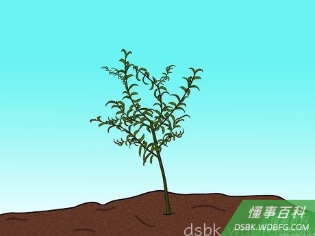 Step 1 当年种当年修。