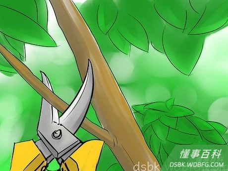 Step 3 决定哪些枝条保留，哪些枝条去除。