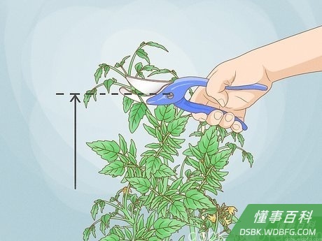 Step 5 为番茄打尖。